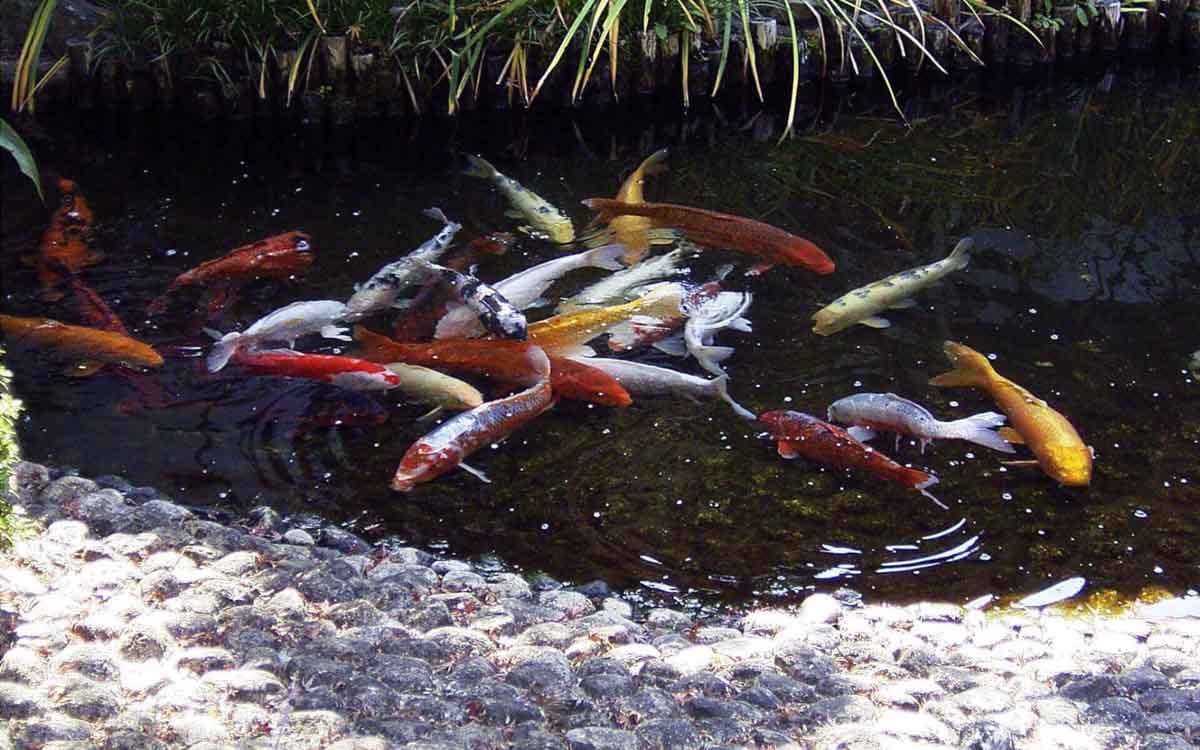 熊本料亭田吾作庭園の写真（池）